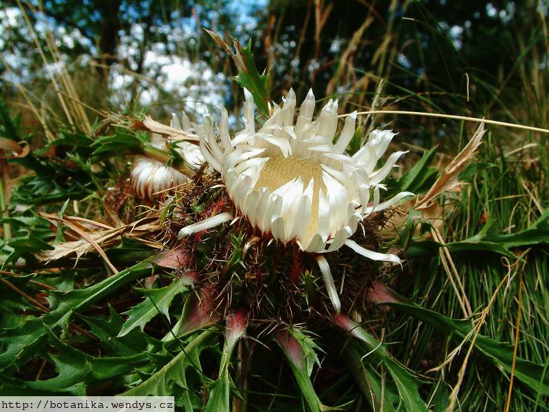 Pupava bezlodyžná  kořen řezaný
